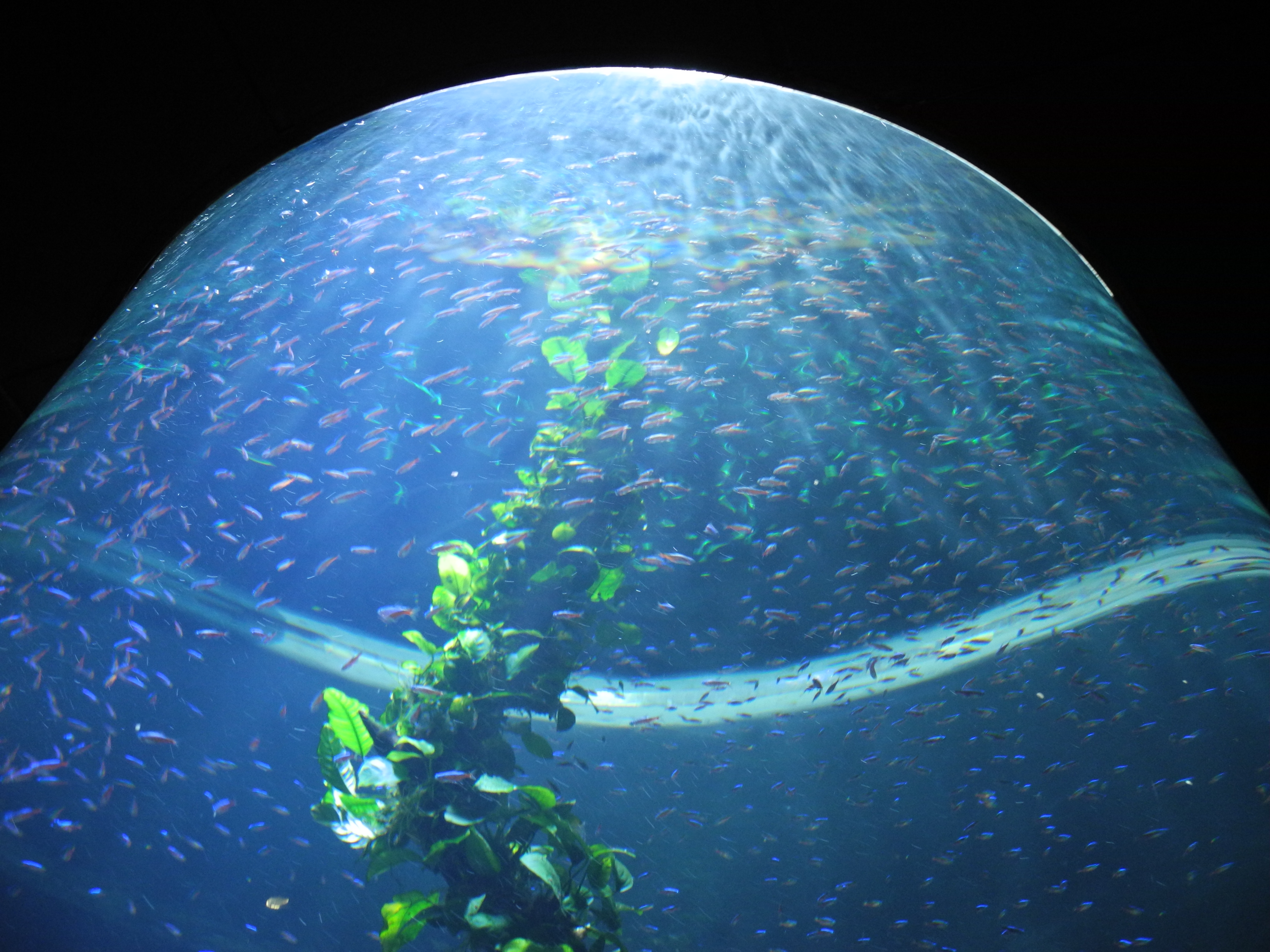 Aquarium