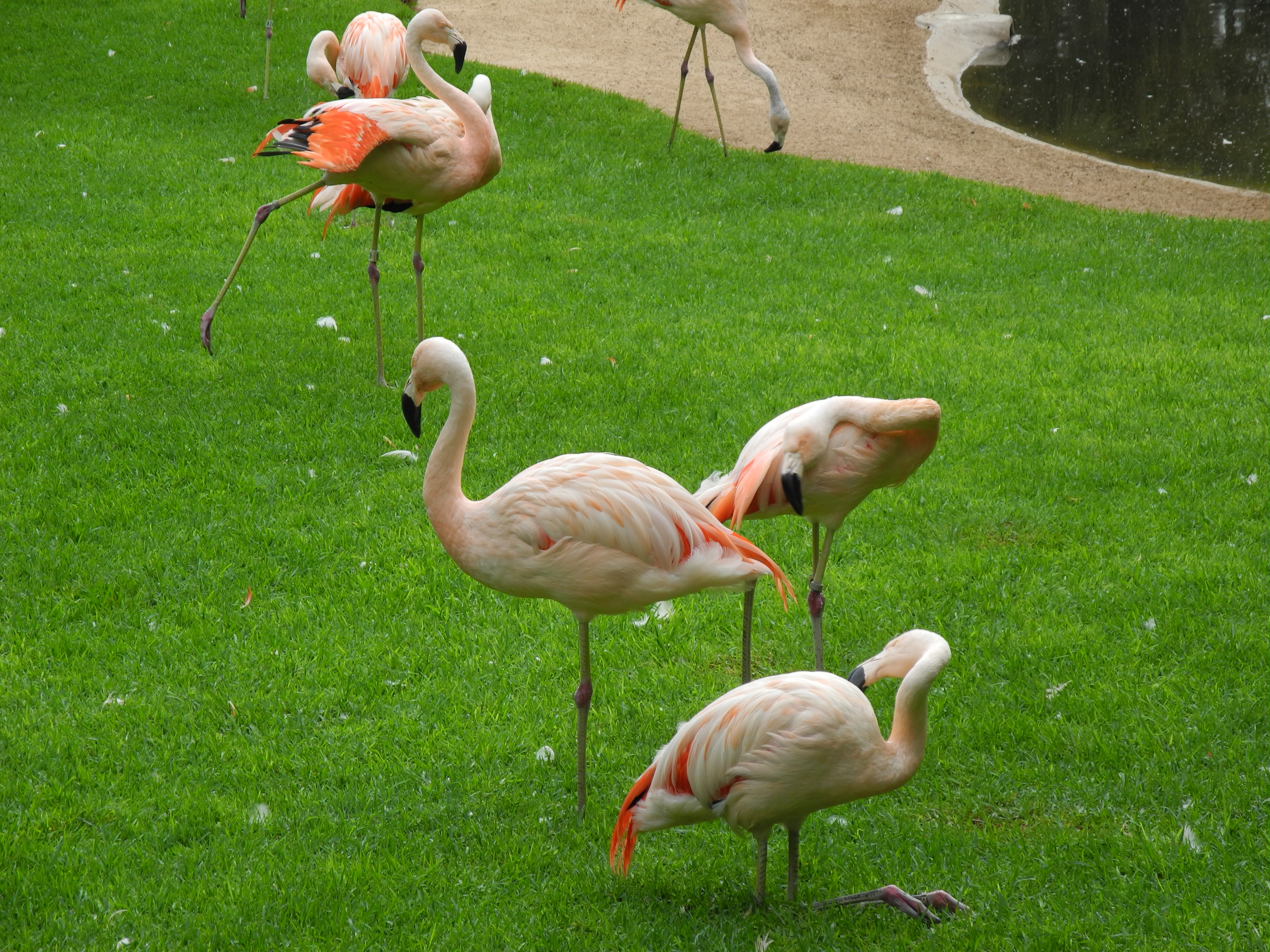Flammingos