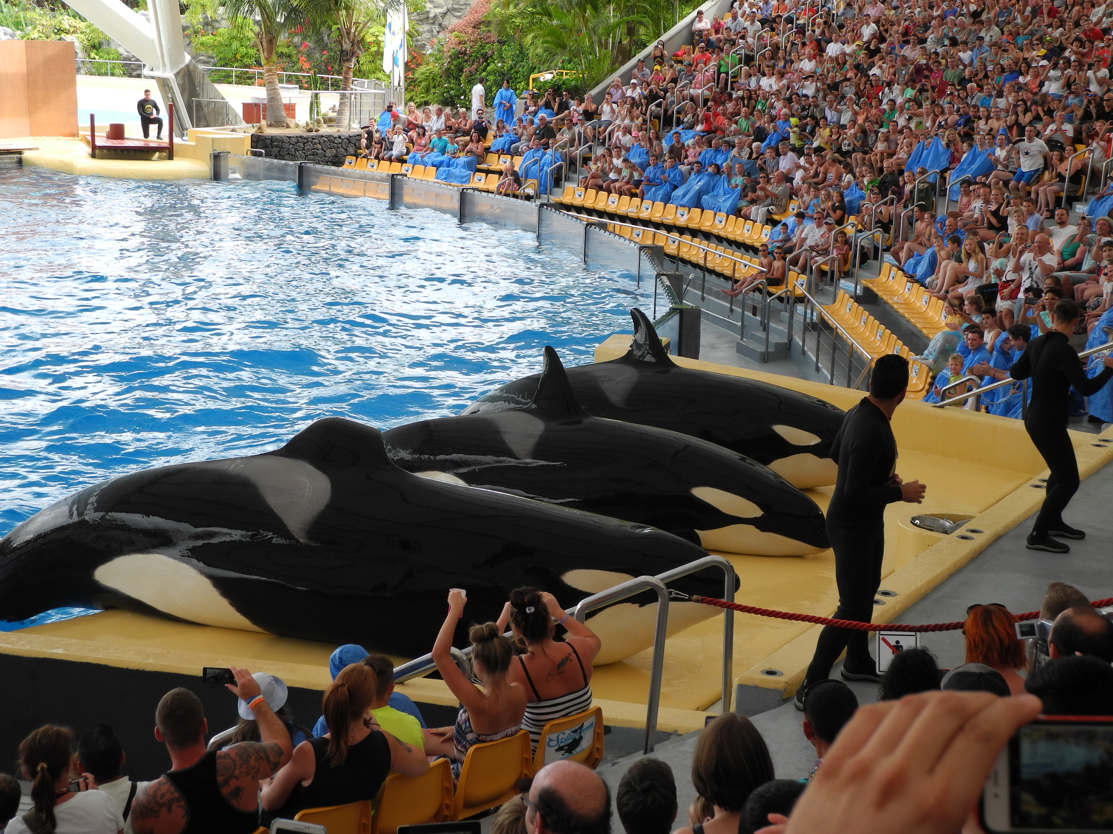 Orca-Show