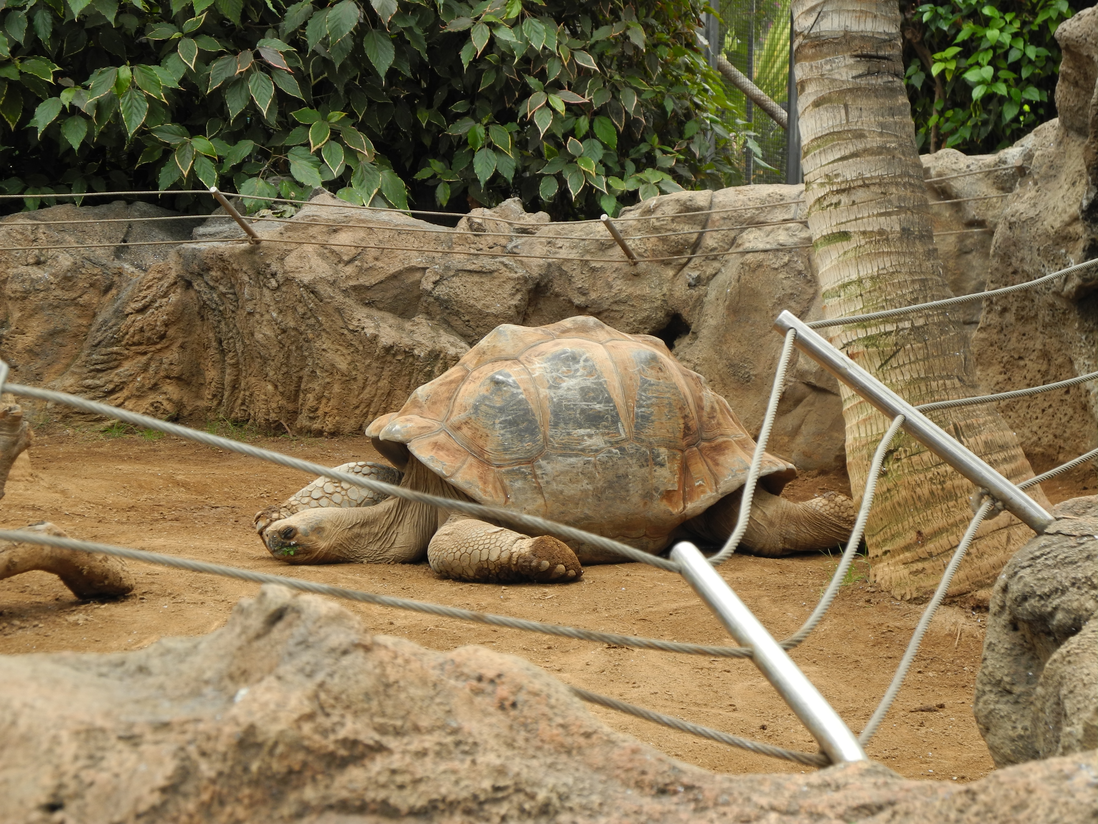 Schildkröte